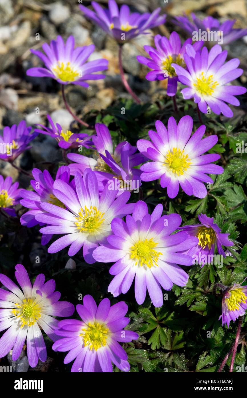 Grecian Windflower, Spring, Garden, Flowers, Anemone blanda, Winter windflower Stock Photo