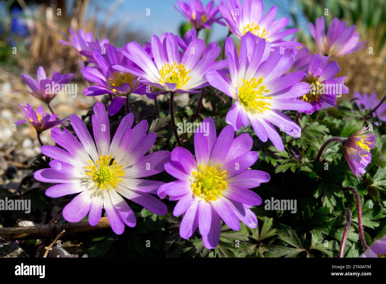 Purple, Flowers, Anemone blanda 'Charmer', Spring, Garden, flowering, Plant Spring flowering plant Stock Photo