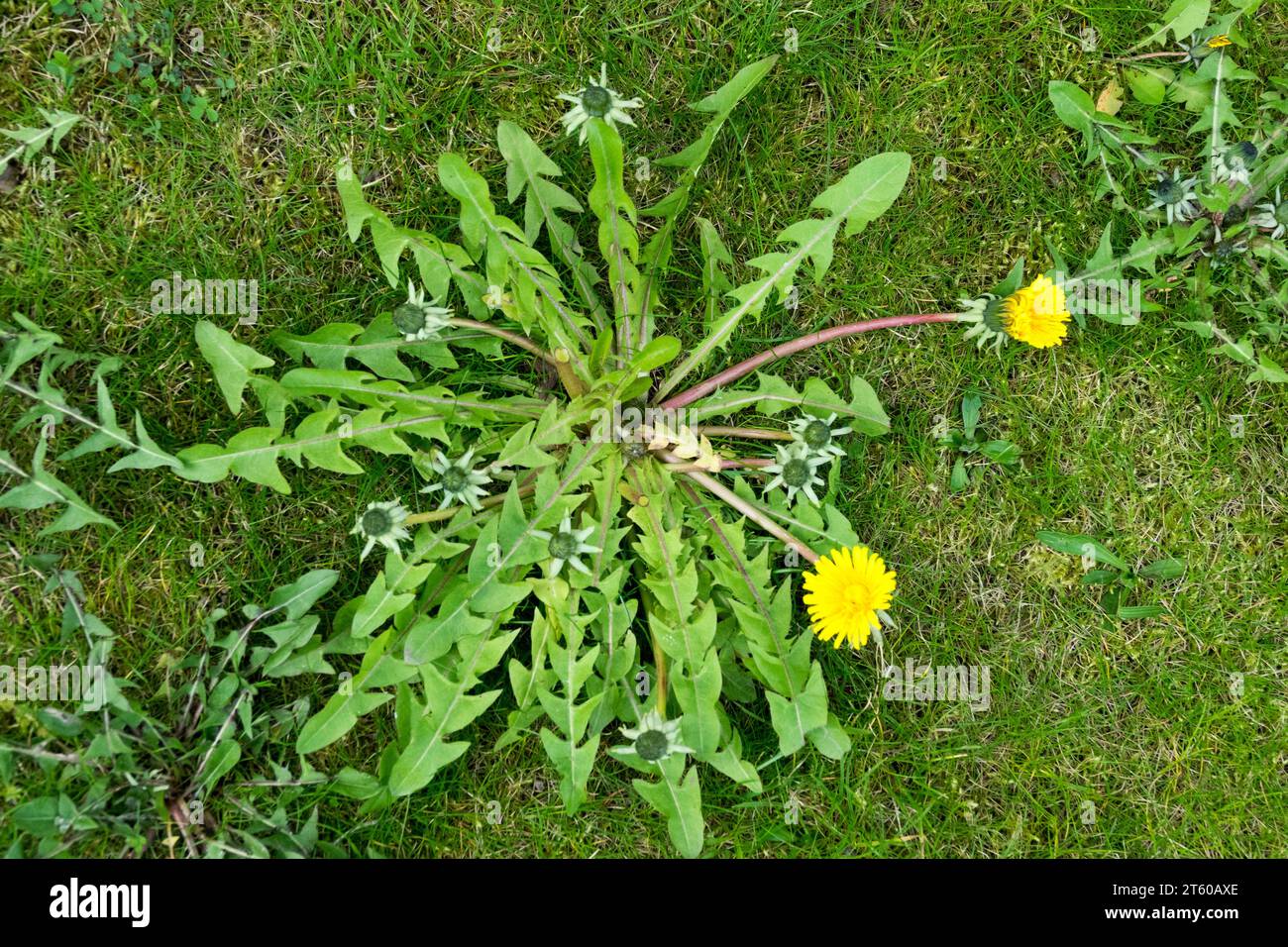 Garden Weed in Lawn Dandelion Taraxacum officinale Hardy Plant Dandelion Weed Lawn Herbaceous Weeds Garden Lawn April Tufted Perennial Plants Growing Stock Photo
