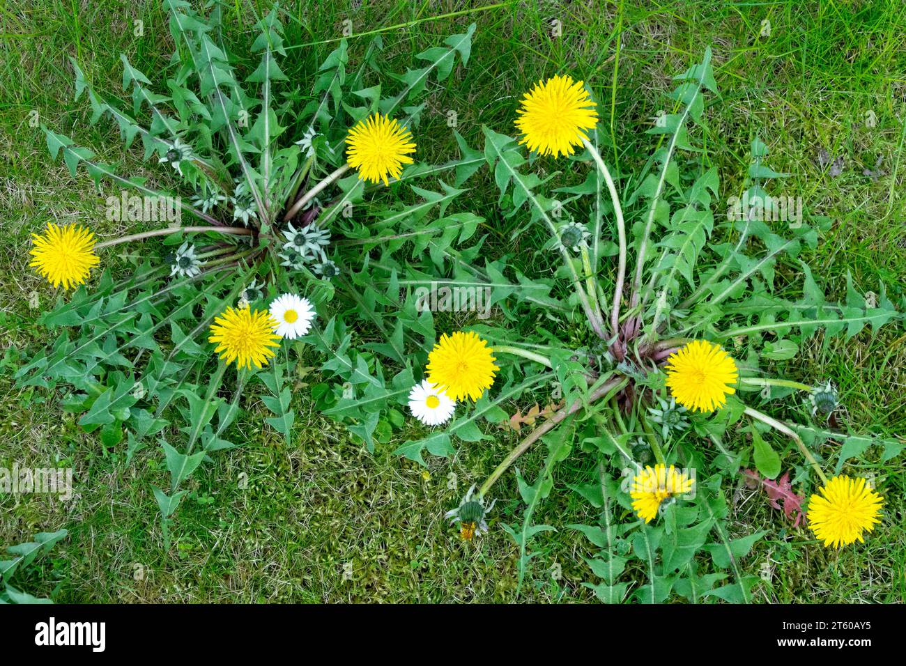 Lawn, Weeds, Plant, Spring, Weed, Garden, Dandelion, plants, Taraxacum