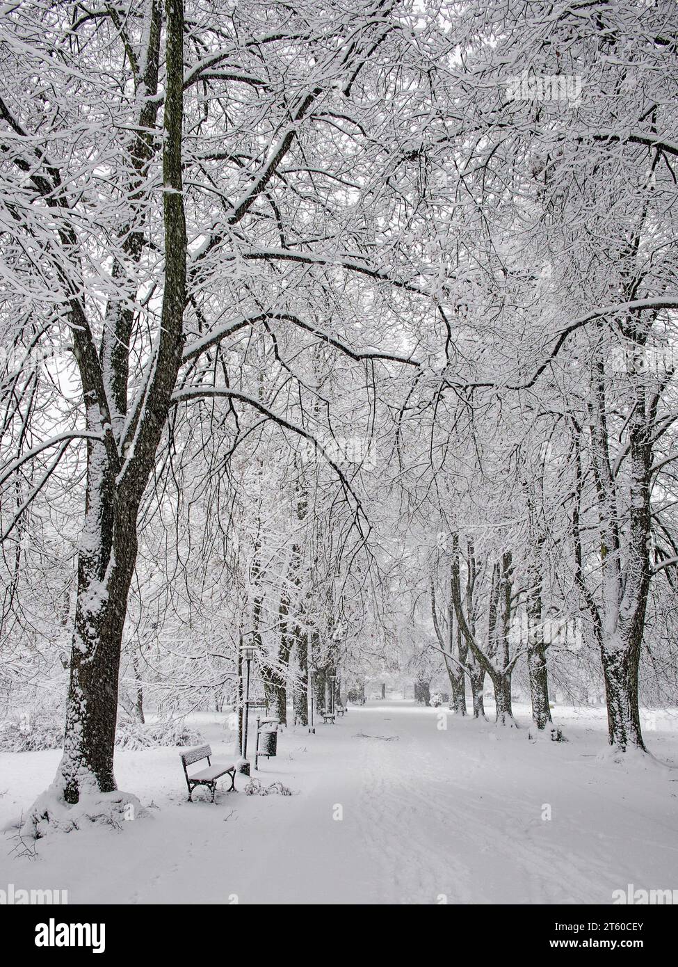 Snowfall tree hi-res stock photography and images - Alamy