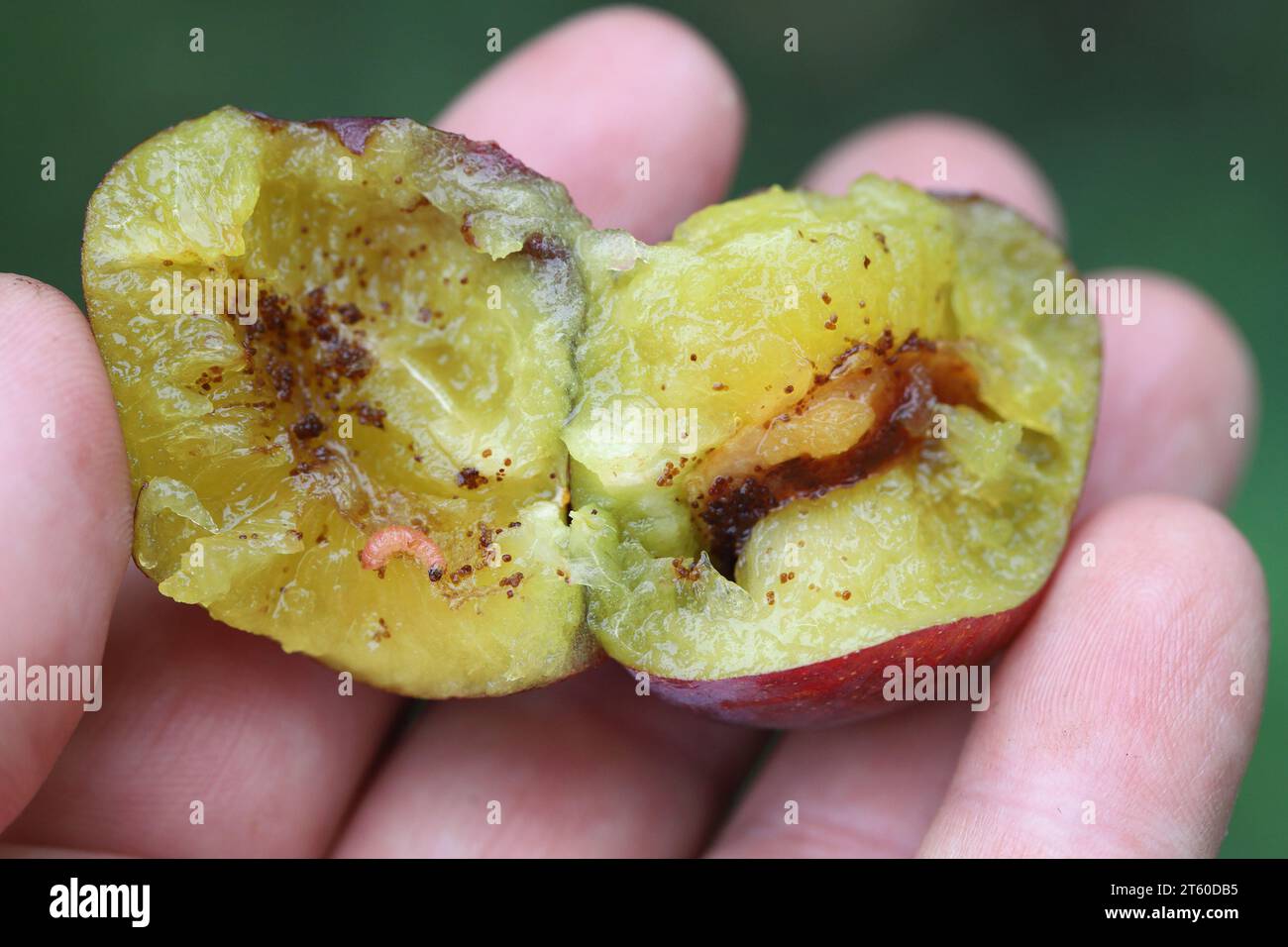 Plum Fruit Moth (Cydia funebrana) caterpillar in a fruit, orchard in Poland. Stock Photo