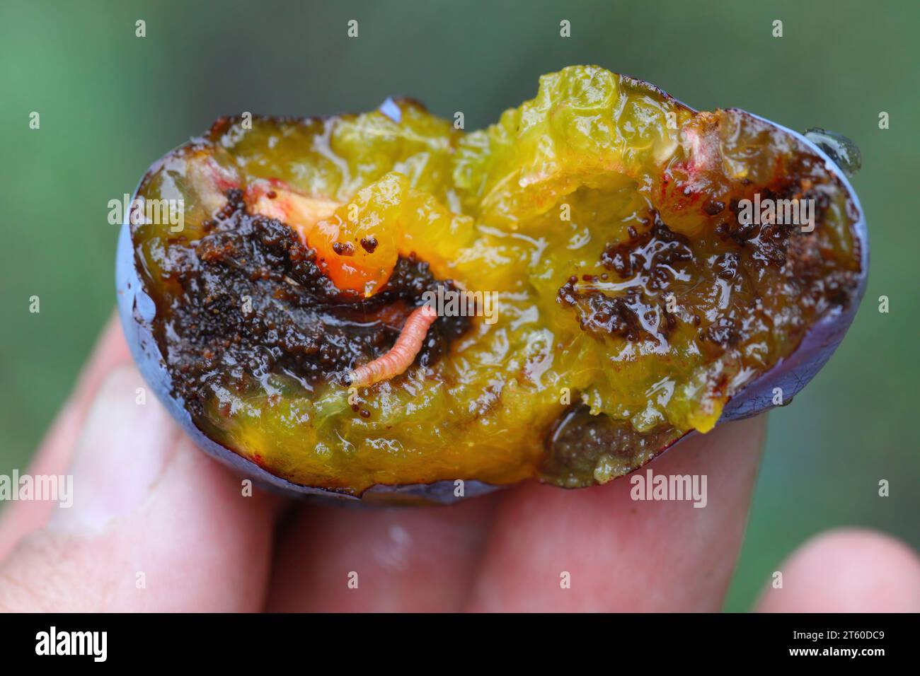 Plum Fruit Moth (Cydia funebrana) caterpillar in a fruit, orchard in Poland. Stock Photo