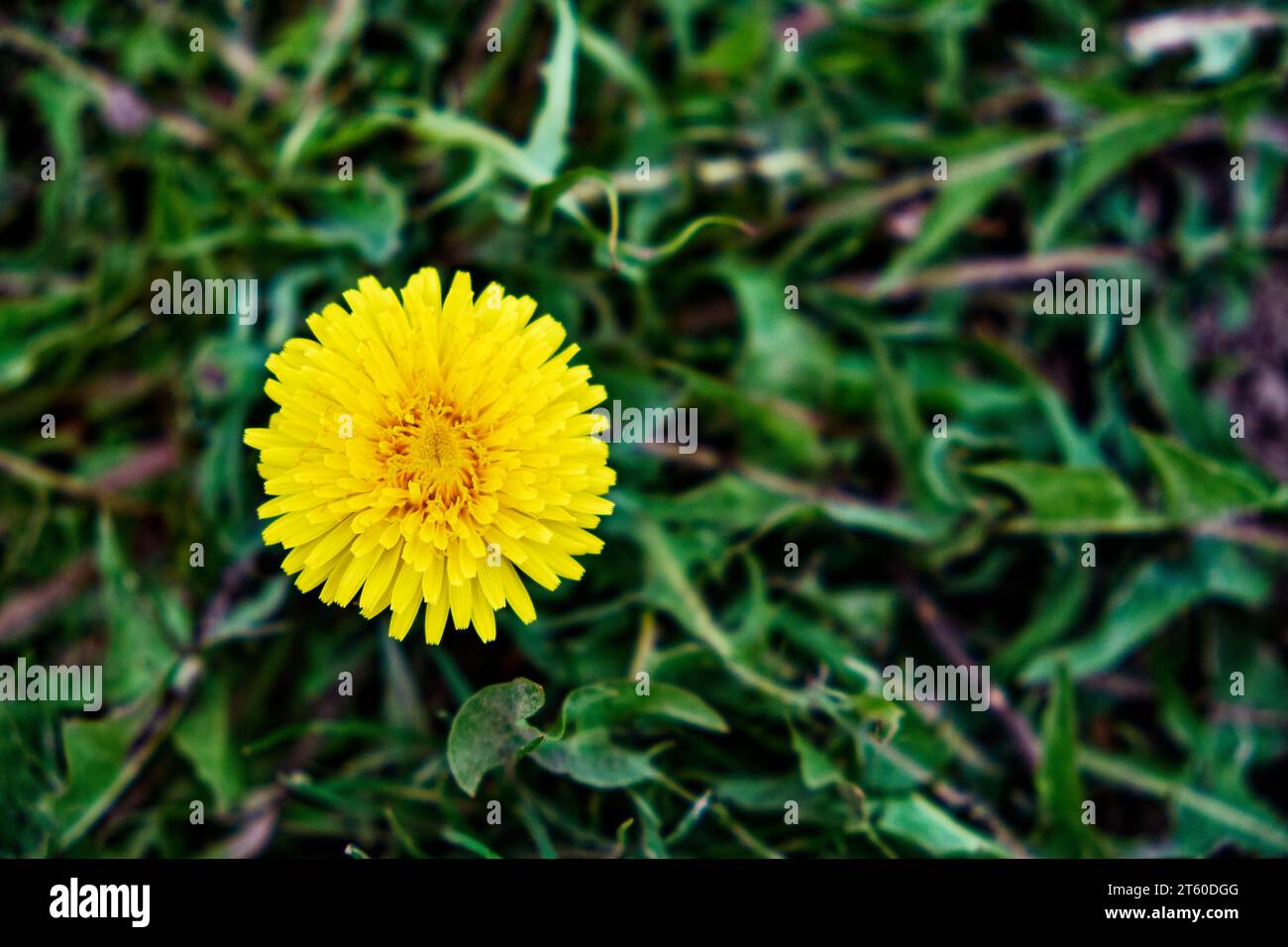 In a radiant display of nature's beauty, a vibrant yellow dandelion flower is in full bloom, creating a striking contrast against the lush green grass Stock Photo