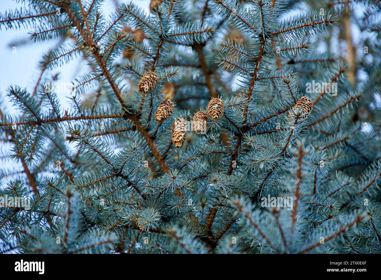 Image of a cone on the branches of a blue spruce Stock Photo