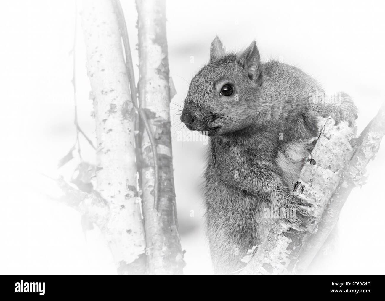 Black and White photo of a handsome Gray Squirrel (Sciurus carolinensis) clinging to a Birch tree limb in northern Minnesota USA Stock Photo