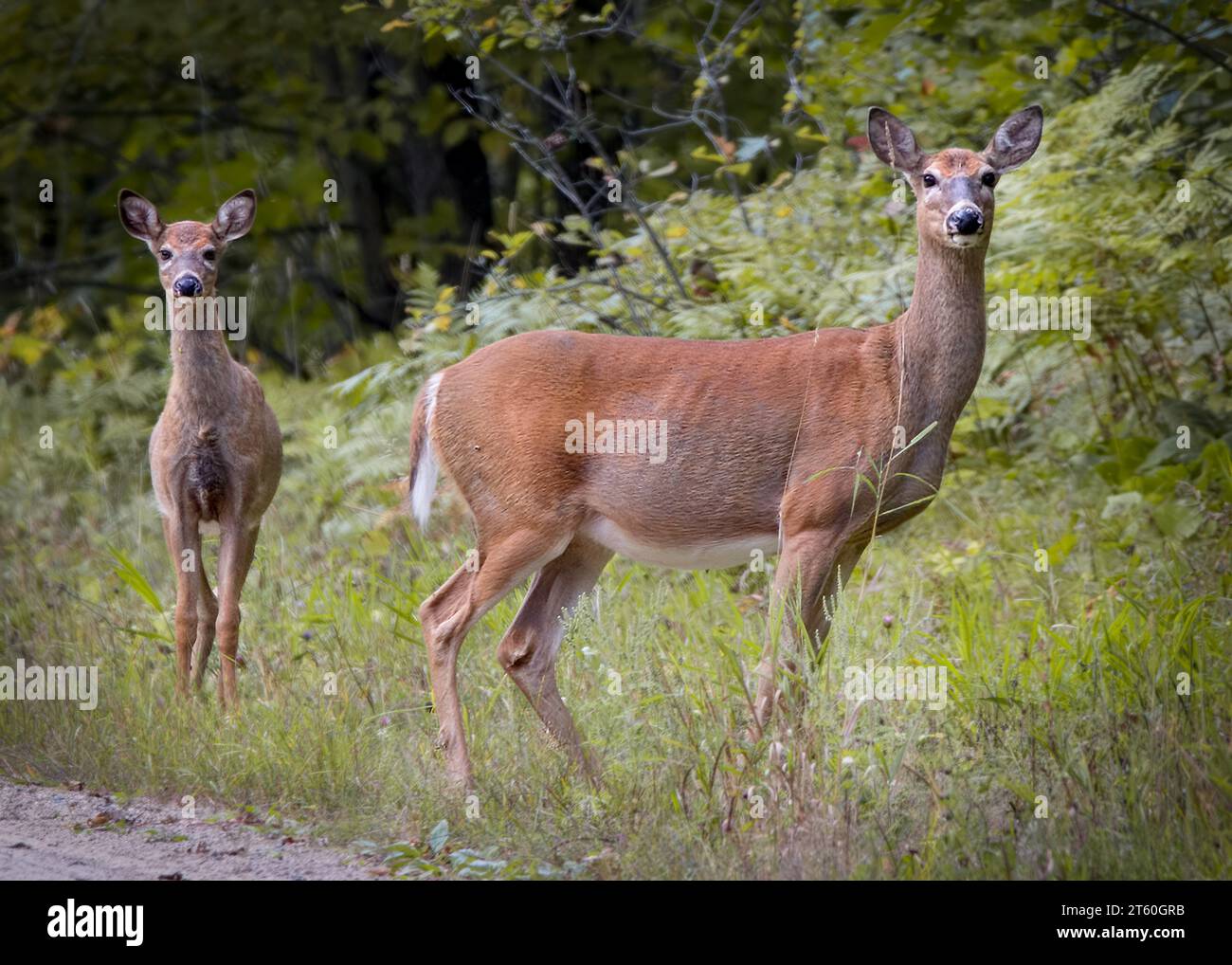 Adult Whitetail doe and fawn (Odocoileus virginianus) posing for the camera  in Chippewa National Forest in northern Minnesota USA Stock Photo