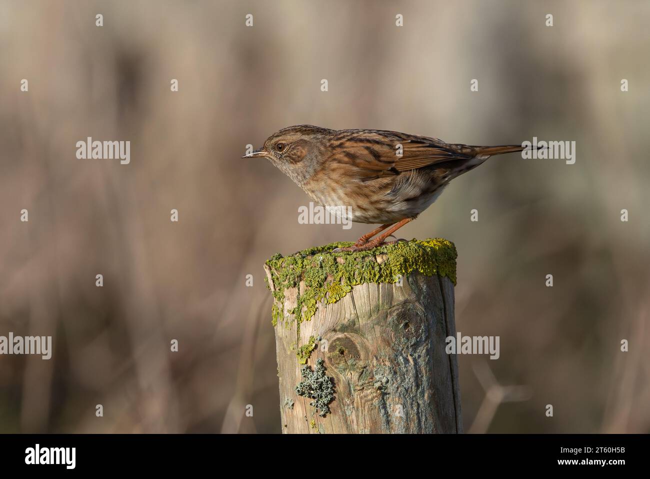 Dunnock (Prunella modularis) on fence post with blurred background, Godrevy Point, Cornwall,  UK Stock Photo