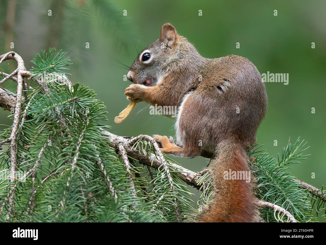 Cute Red Squirrel (Sciurus vulgaris) sitting in a White Spruce (Picea glauca) boughs eating a Maple seed in the Chippewa National Forest, Minnesota Stock Photo