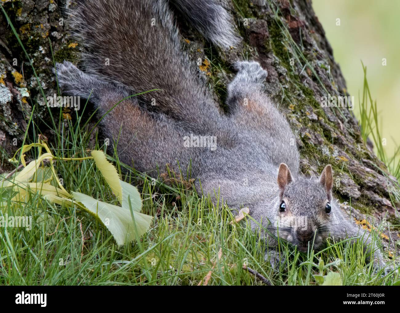 Cute Gray Squirrel (Sciurus carolinensis) spread eagled at base of a Basswood tree in the Chippewa National Forest, northern Minnesota USA Stock Photo