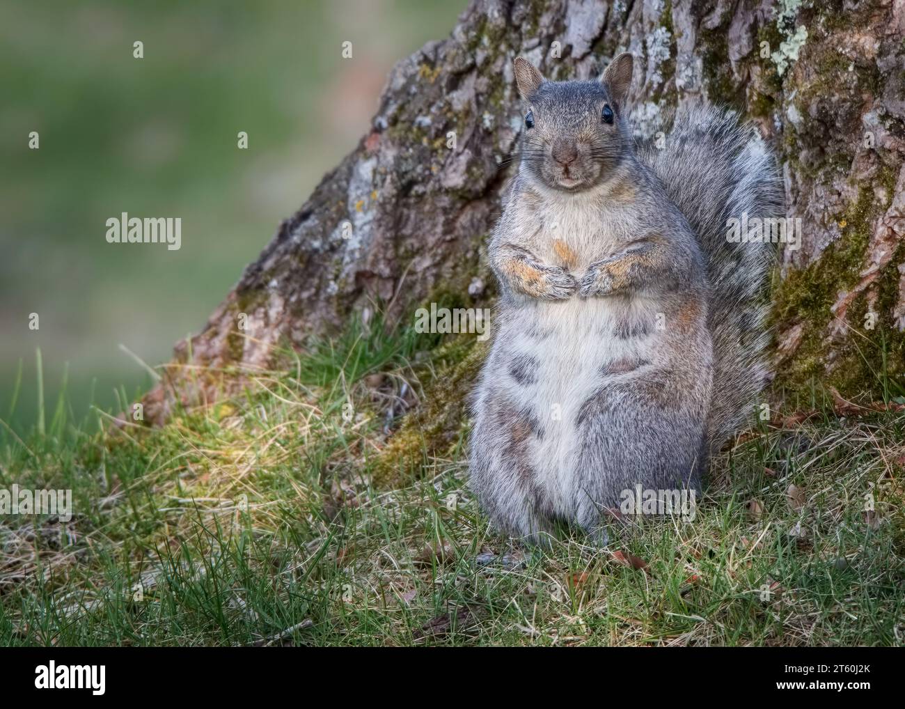 Cute northern Minnesota Gray Squirrel (Sciurus carolinensis) standing on two legs next to Basswood tree in northern Minn USA Stock Photo