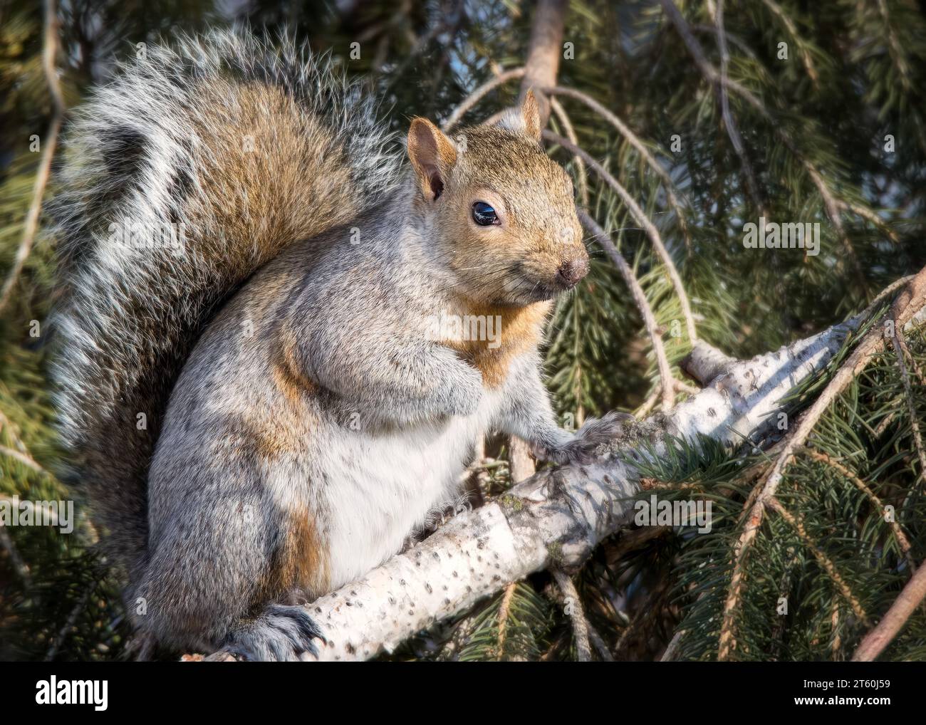 Gray Squirrel (Sciurus carolinensis) sitting in White Spruce (Picea glauca) boughs on a nice sunny day in the Chippewa National Forest, Minnesota USA Stock Photo