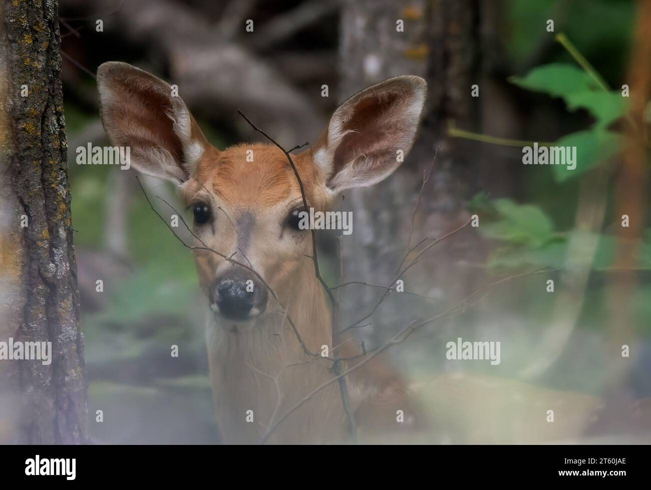 Young Whitetail Doe (Odocoileus virginianus) deer peeking through the branches in the Chippewa National Forest, northern Minnesota USA Stock Photo