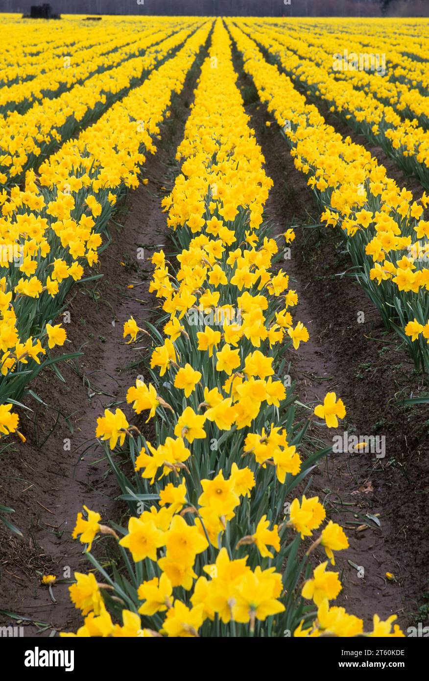 Daffodil field, Pierce County, Washington Stock Photo Alamy