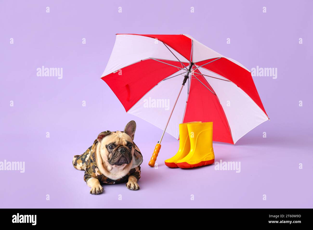 Pug Umbrella - Purple Pug Umbrella - Purple
