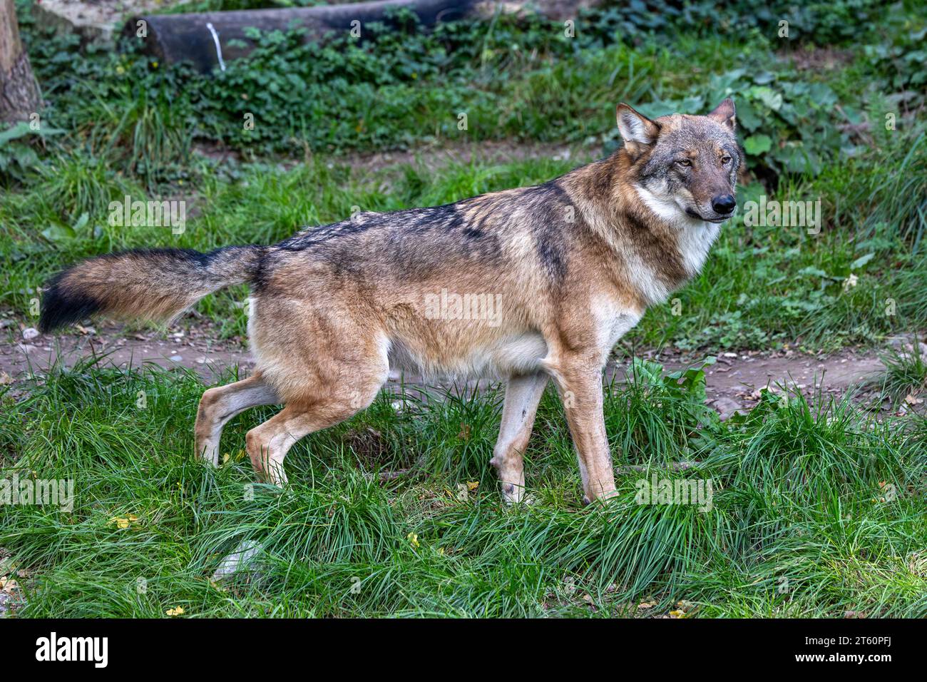 The wolf, Canis lupus, also known as the grey wolf or timber wolf is a ...
