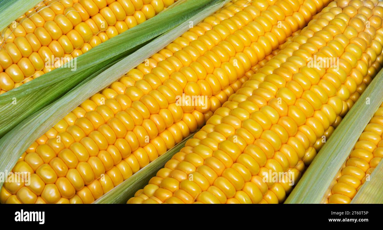 Corn  or corncobs ears  as background.. Maize cob or corn cob. Macro shot. Stock Photo