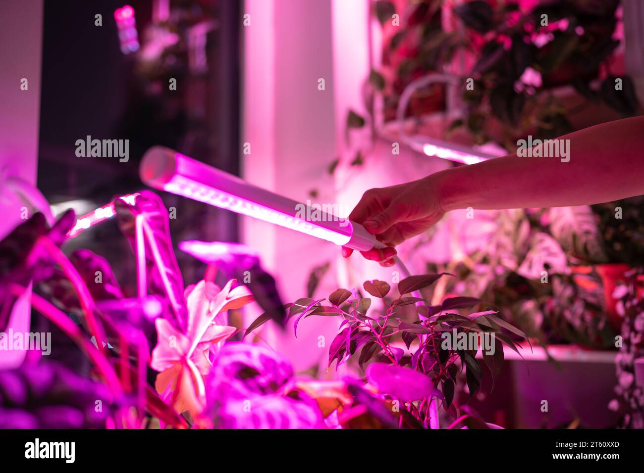 Female installing LED purple pink lamp for supplementary lighting of indoor plant in winter at