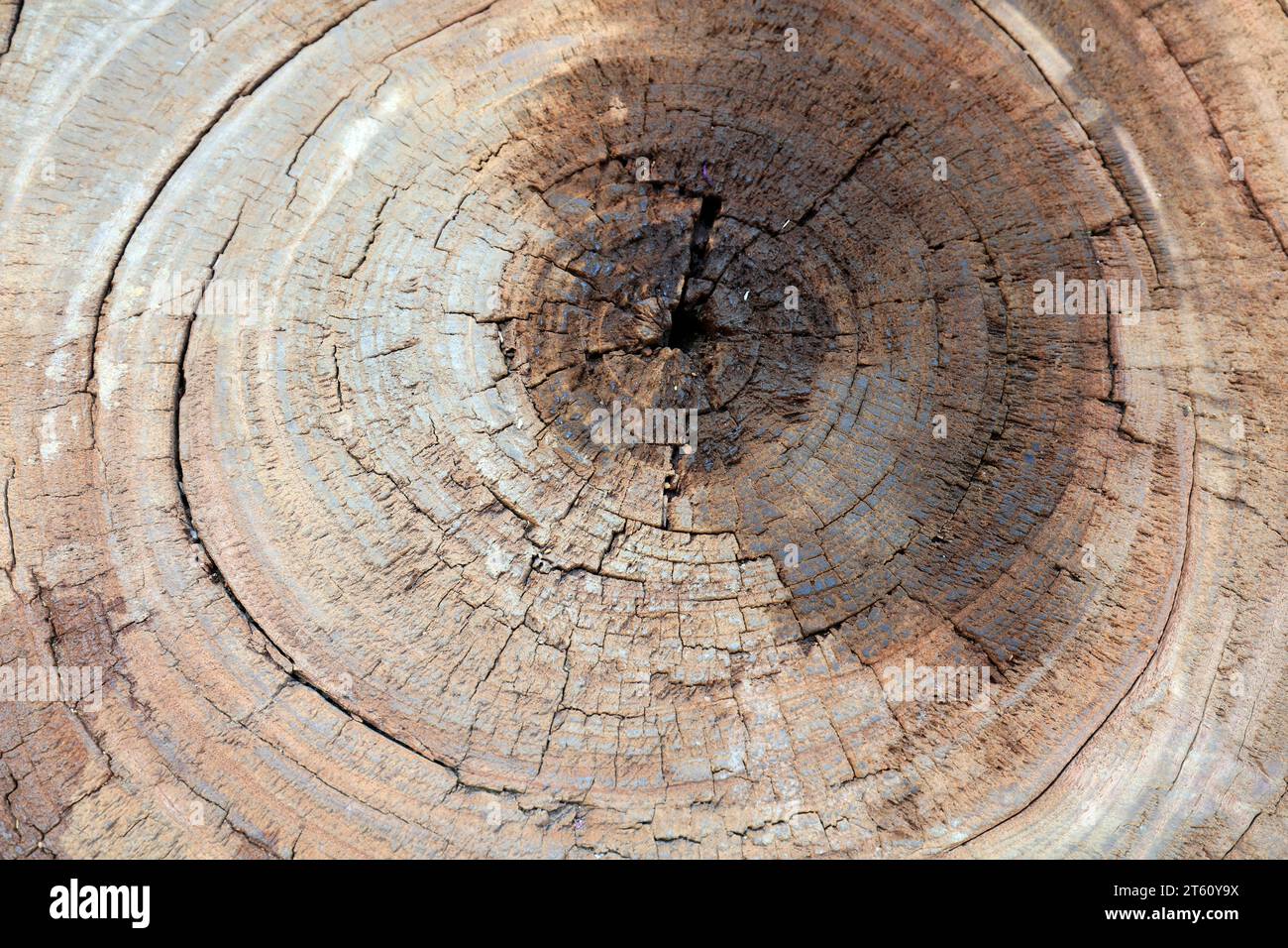 Tree ring in the wild Stock Photo - Alamy