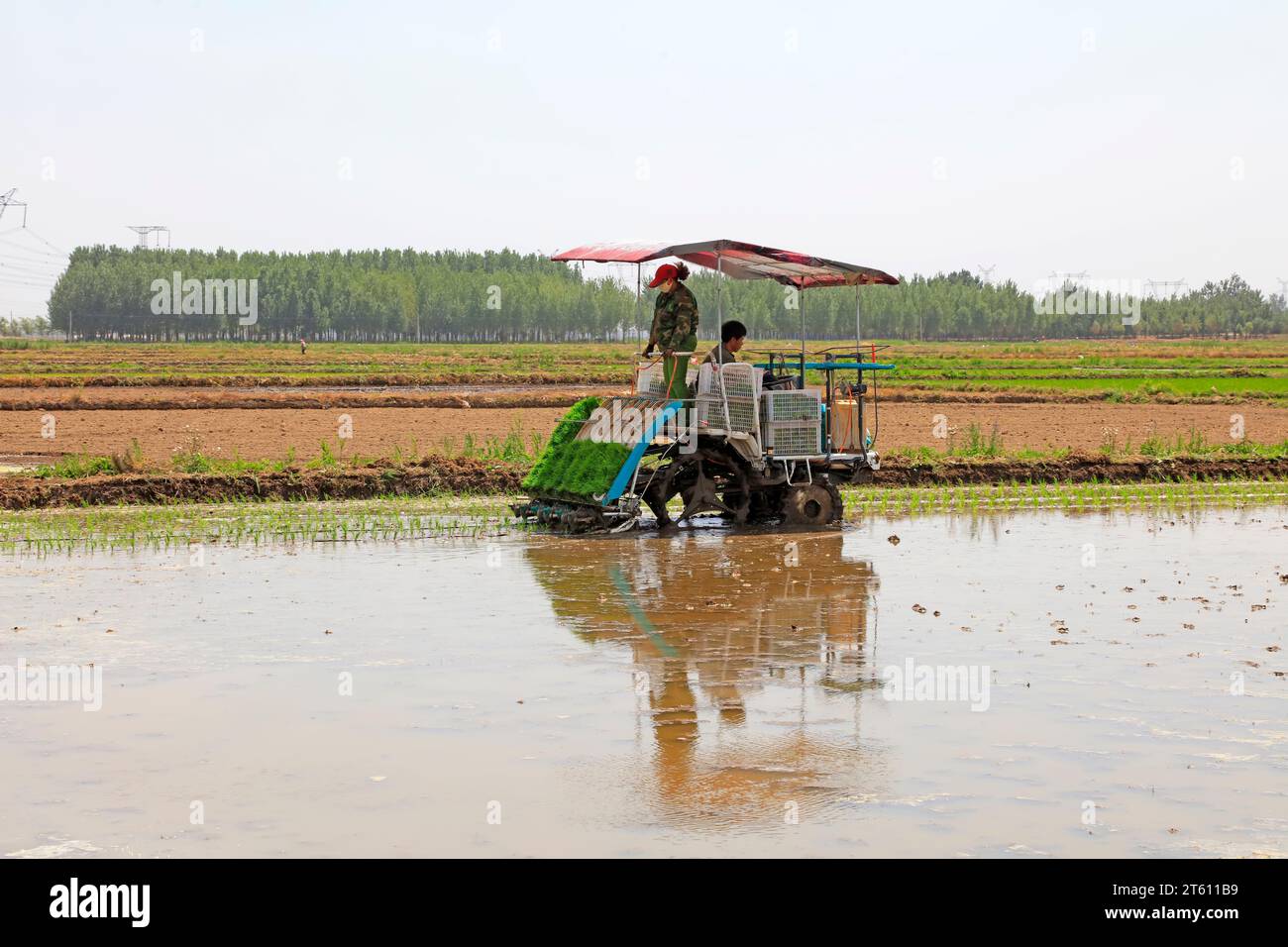 Tangshan city - May 29: rice planting mechanization operation in the fields, on May 29, 2016, tangshan city, hebei province, China Stock Photo