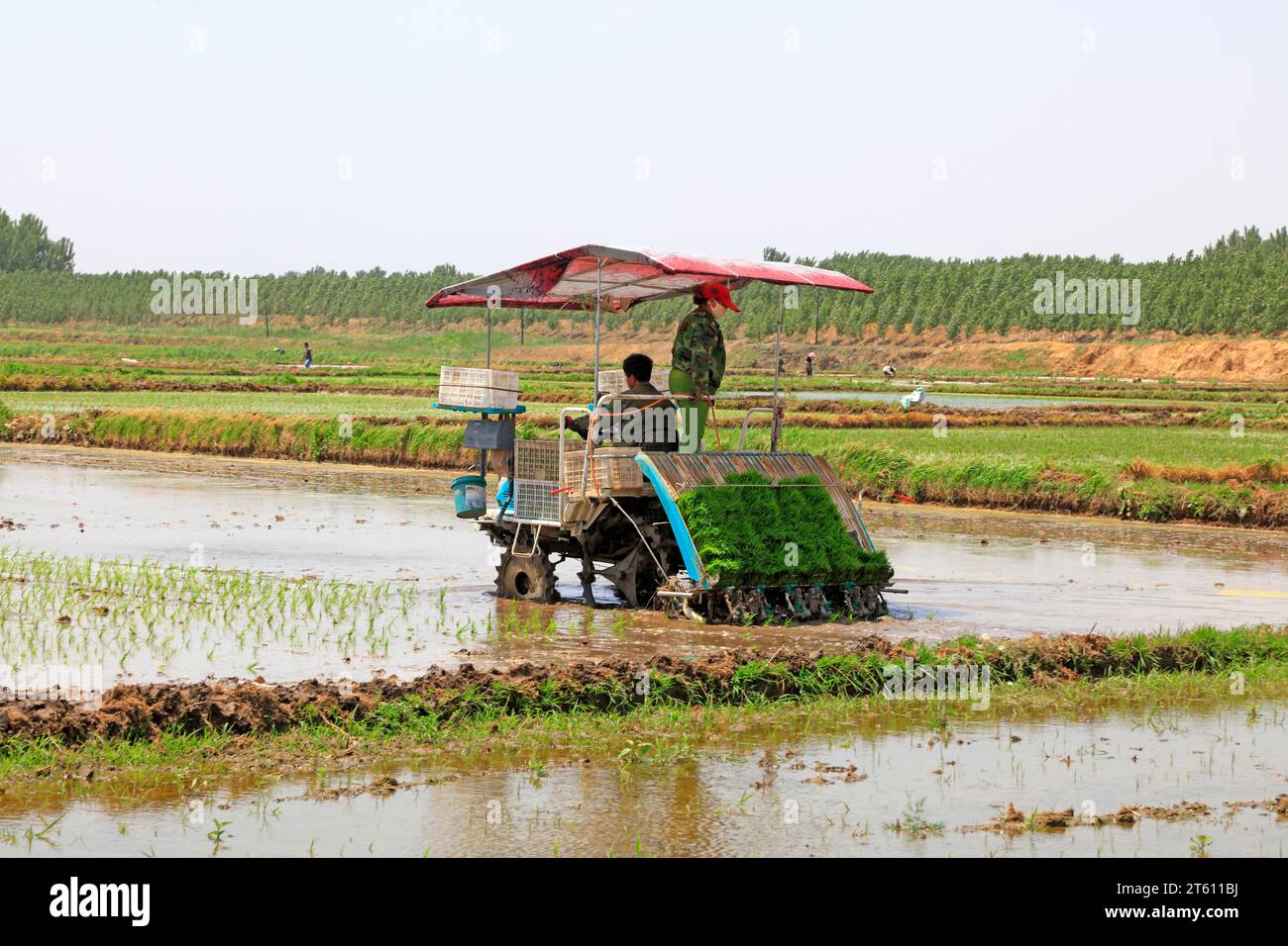 Tangshan city - May 29: rice planting mechanization operation in the fields, on May 29, 2016, tangshan city, hebei province, China Stock Photo