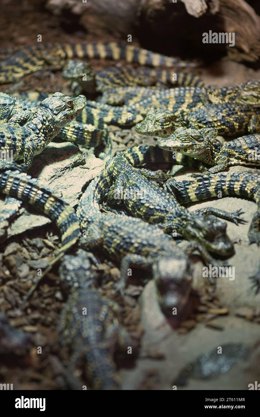 Broad-snouted caiman babies Stock Photo
