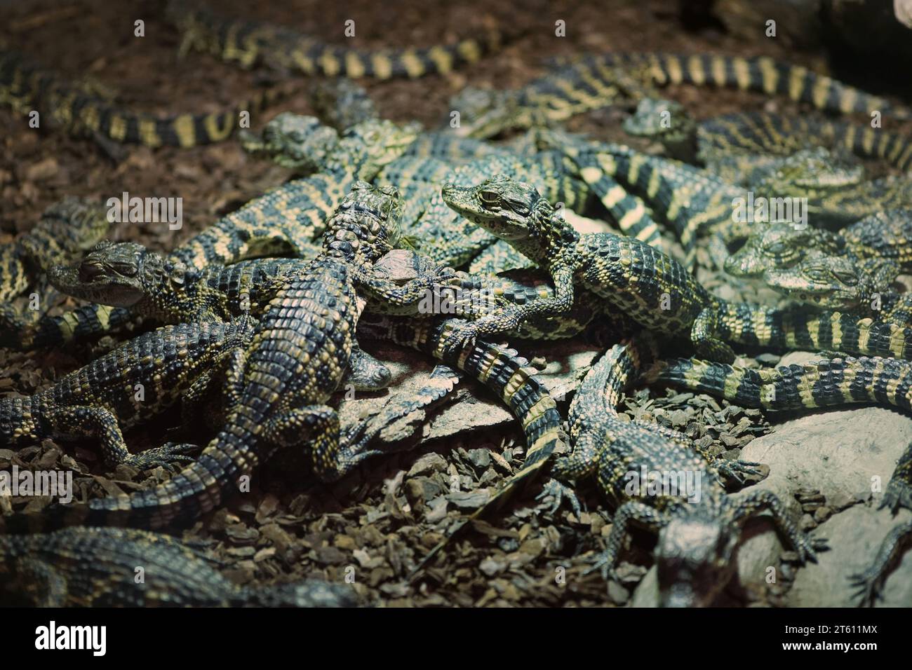 Broad-snouted caiman babies Stock Photo