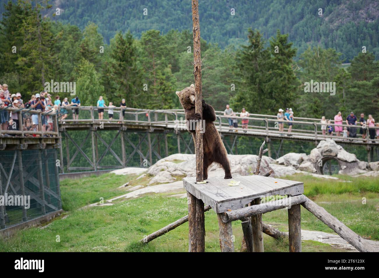 Brown Bear licking honey from a pole in Flå Bear Park Norway Stock Photo