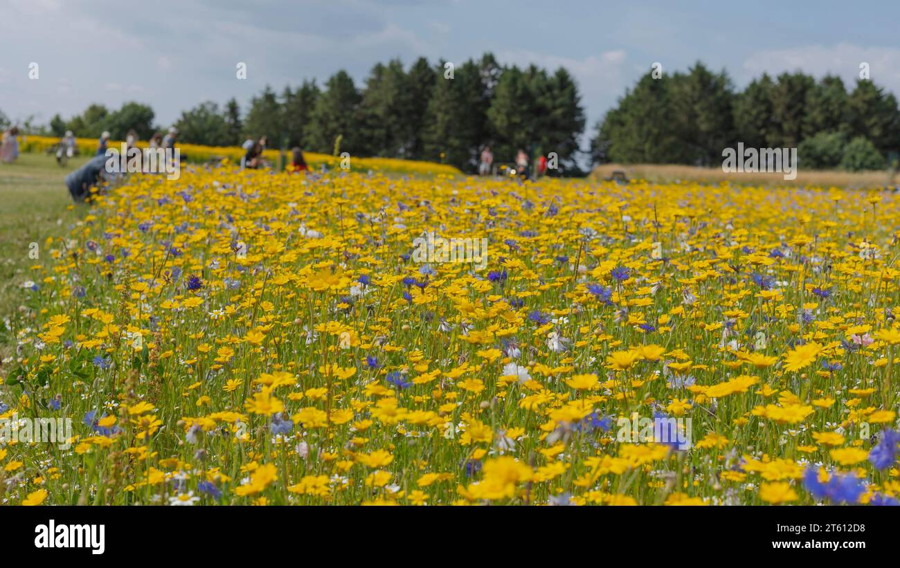Gathering wild flowers hi-res stock photography and images - Alamy