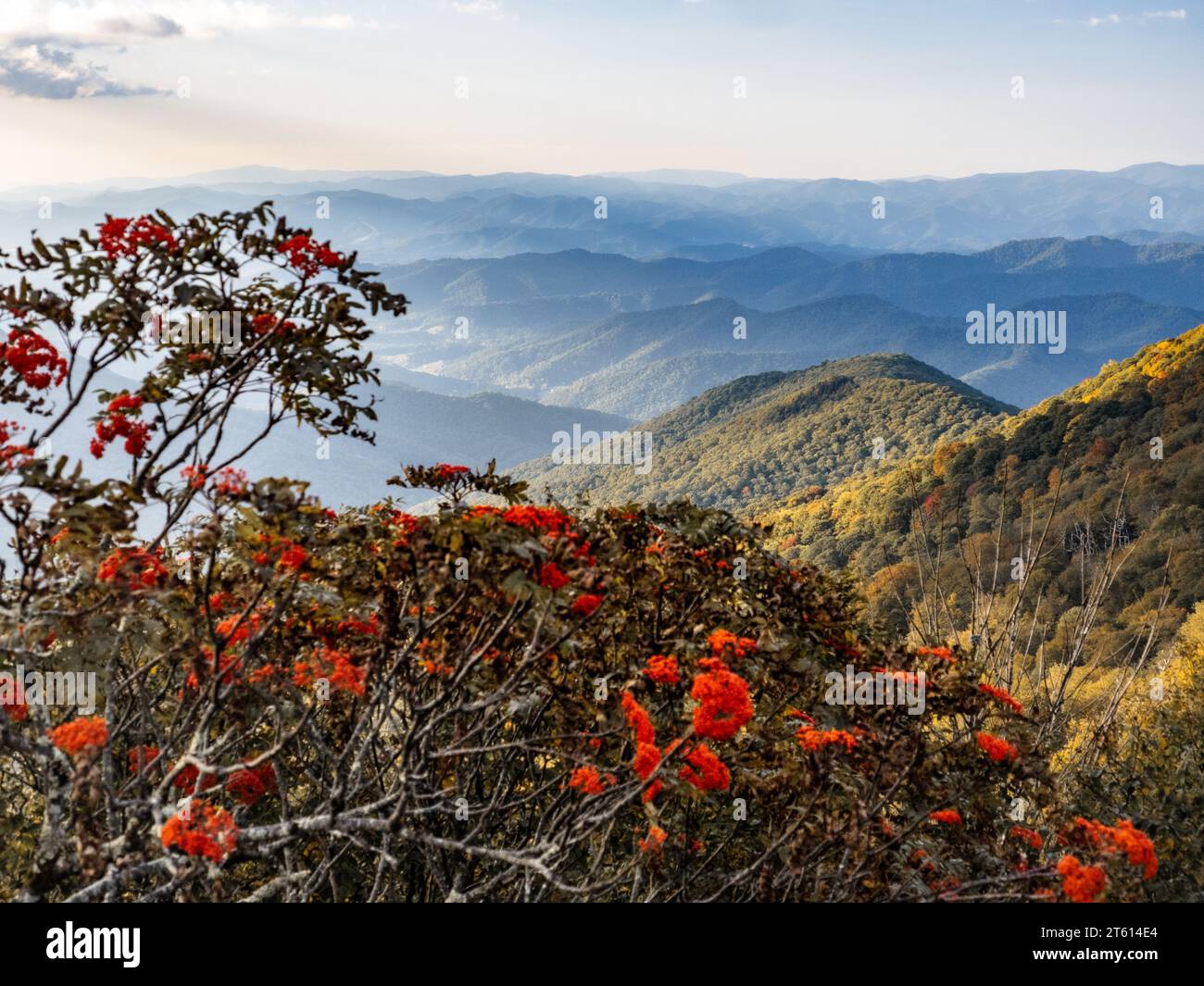 Rhododendrons blue ridge mountains hi-res stock photography and images ...