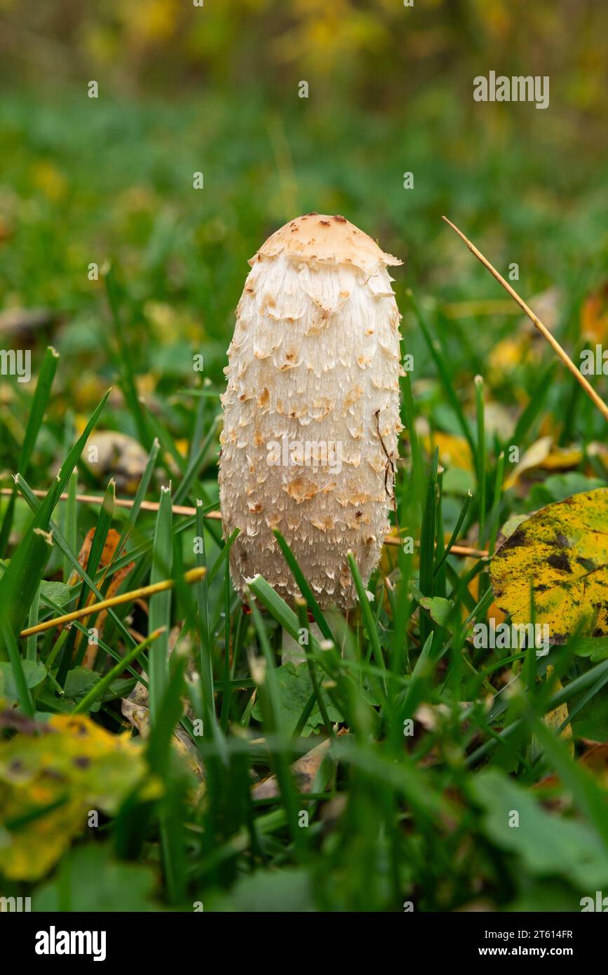 The Coprinus comatus, or Shaggy ink cap, in open grass field on a cloudy Fall afternoon. Stock Photo