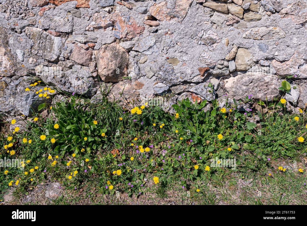 Wild plants of milk thistle (Sonchus oleraceus) with yellow flowers and Mediterranean stork's bill (Erodium malacoides) with tiny pink flowers, Italy Stock Photo