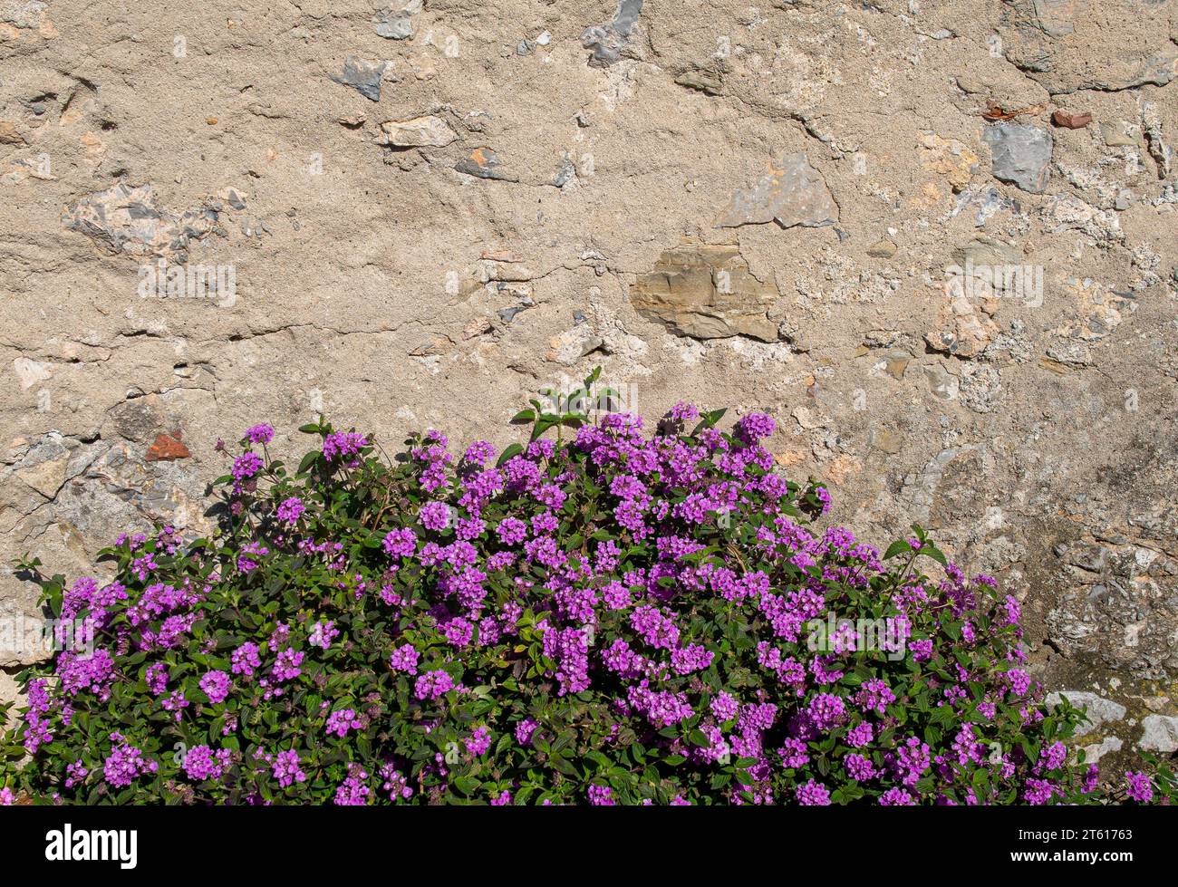 Verveine hi-res stock photography and images - Alamy