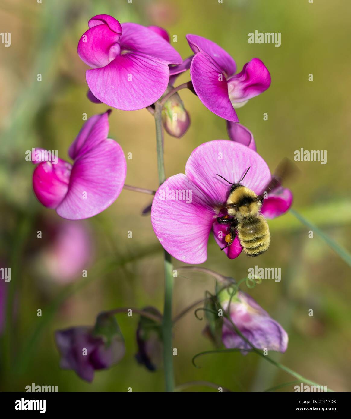 A large Bumblebee hovering over Sweet Pea flowers of a beautiful pink color, getting ready to pollinate. Stock Photo