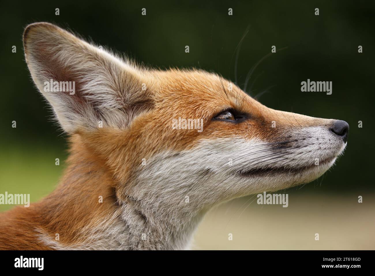 Red fox Stock Photo