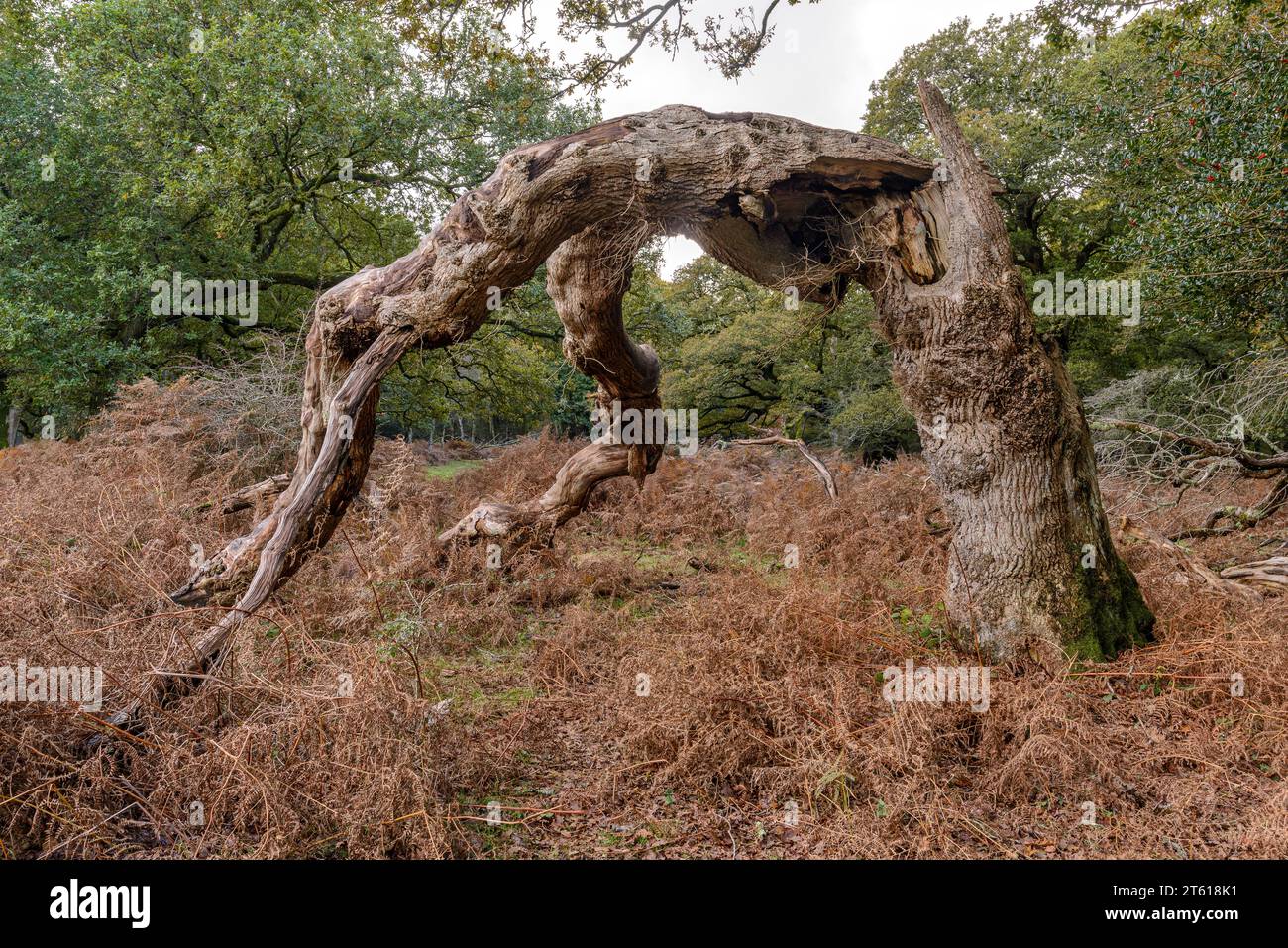 Bending over backwards. Contorted and disfigured dead tree. Stock Photo