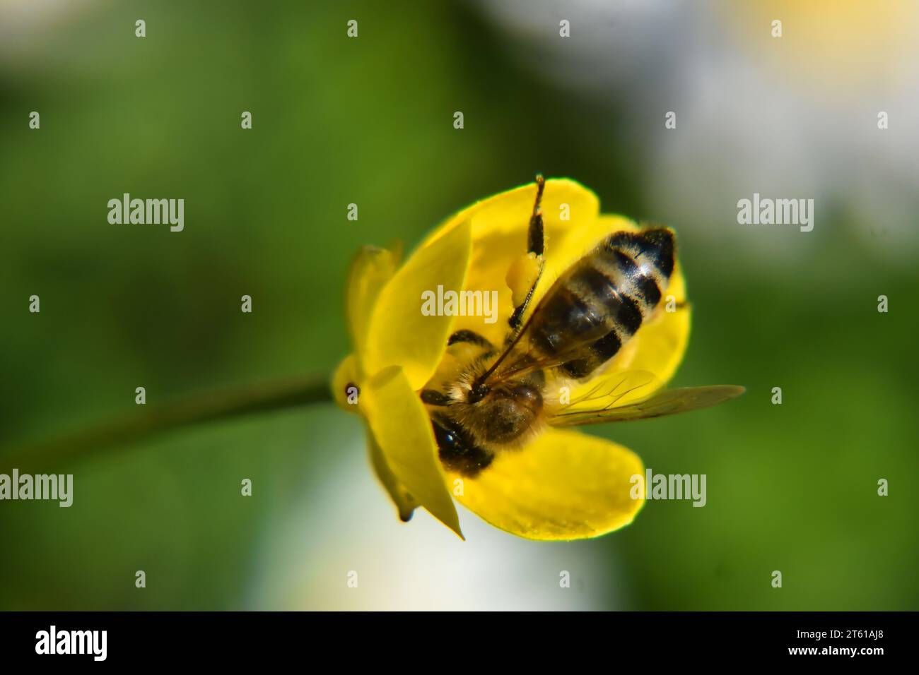 bee collecting pollen from a yellow flower Stock Photo - Alamy
