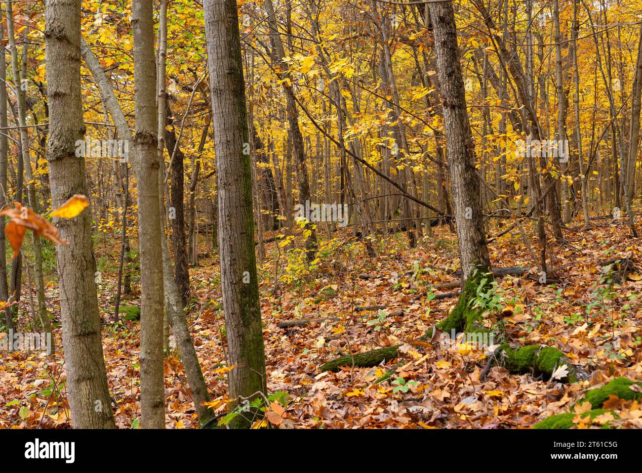Cloudy Fall morning in the woods.  LaSalle County, Illinois, USA. Stock Photo