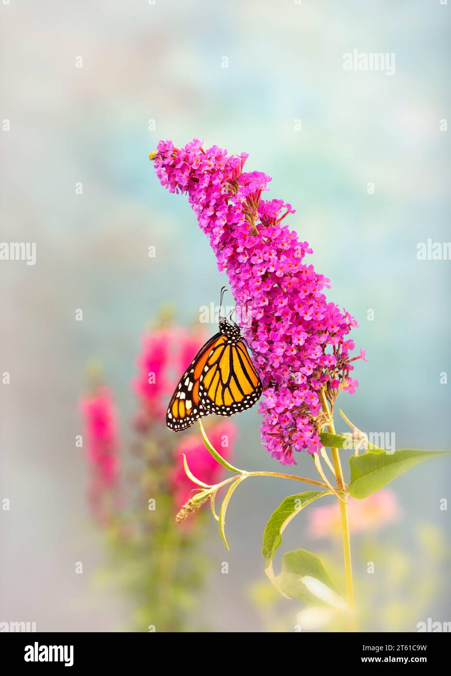 Macro of a Monarch butterfly (danaus plexippus) feeding on a pink ...