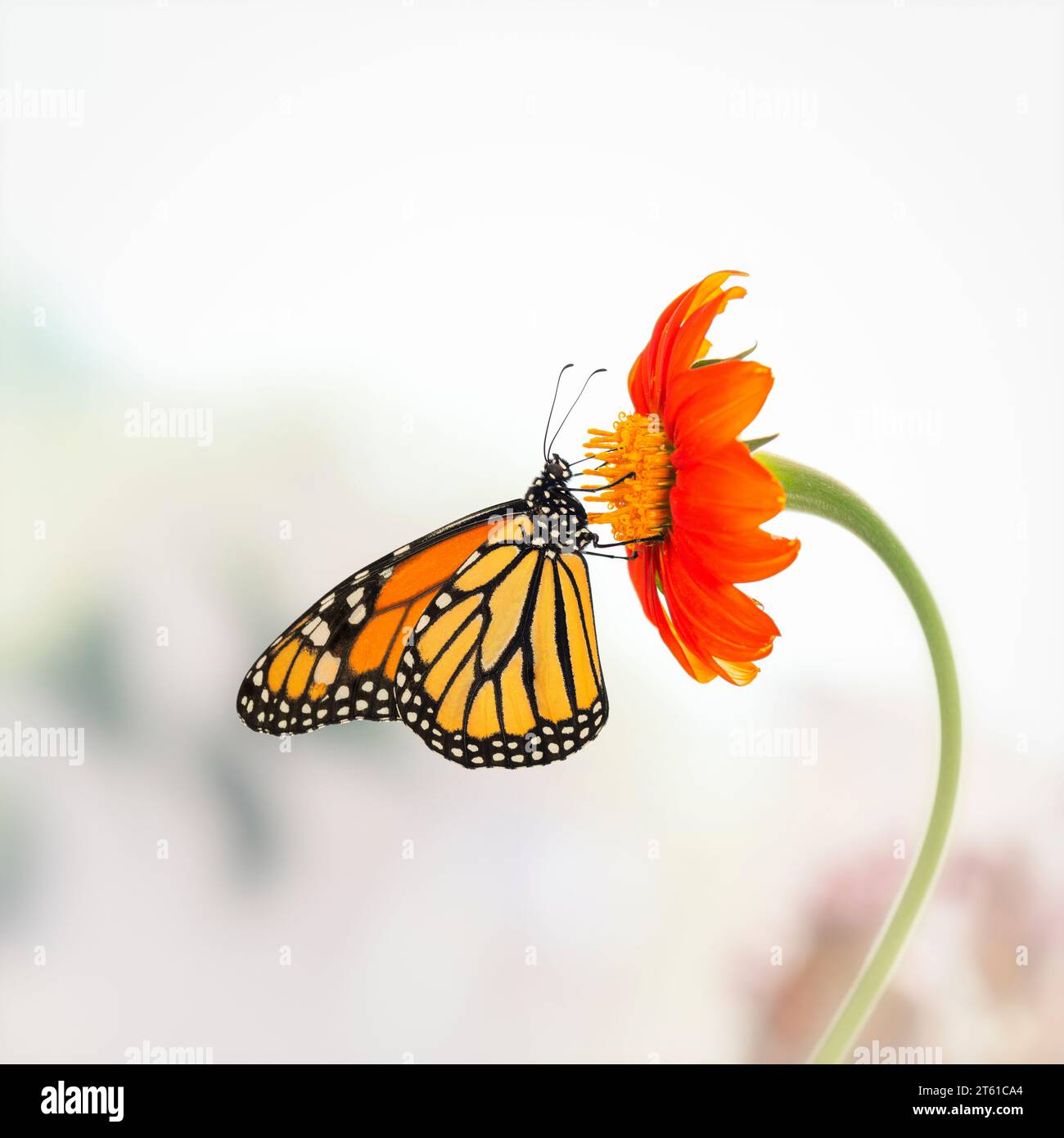 Macro of a Monarch butterfly (danaus plexippus) feeding on a mexican ...