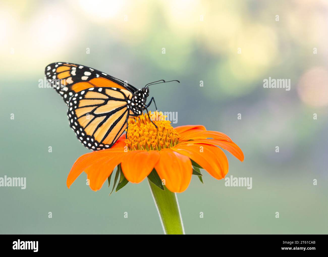 Macro of a Monarch butterfly (danaus plexippus) feeding on a mexican ...