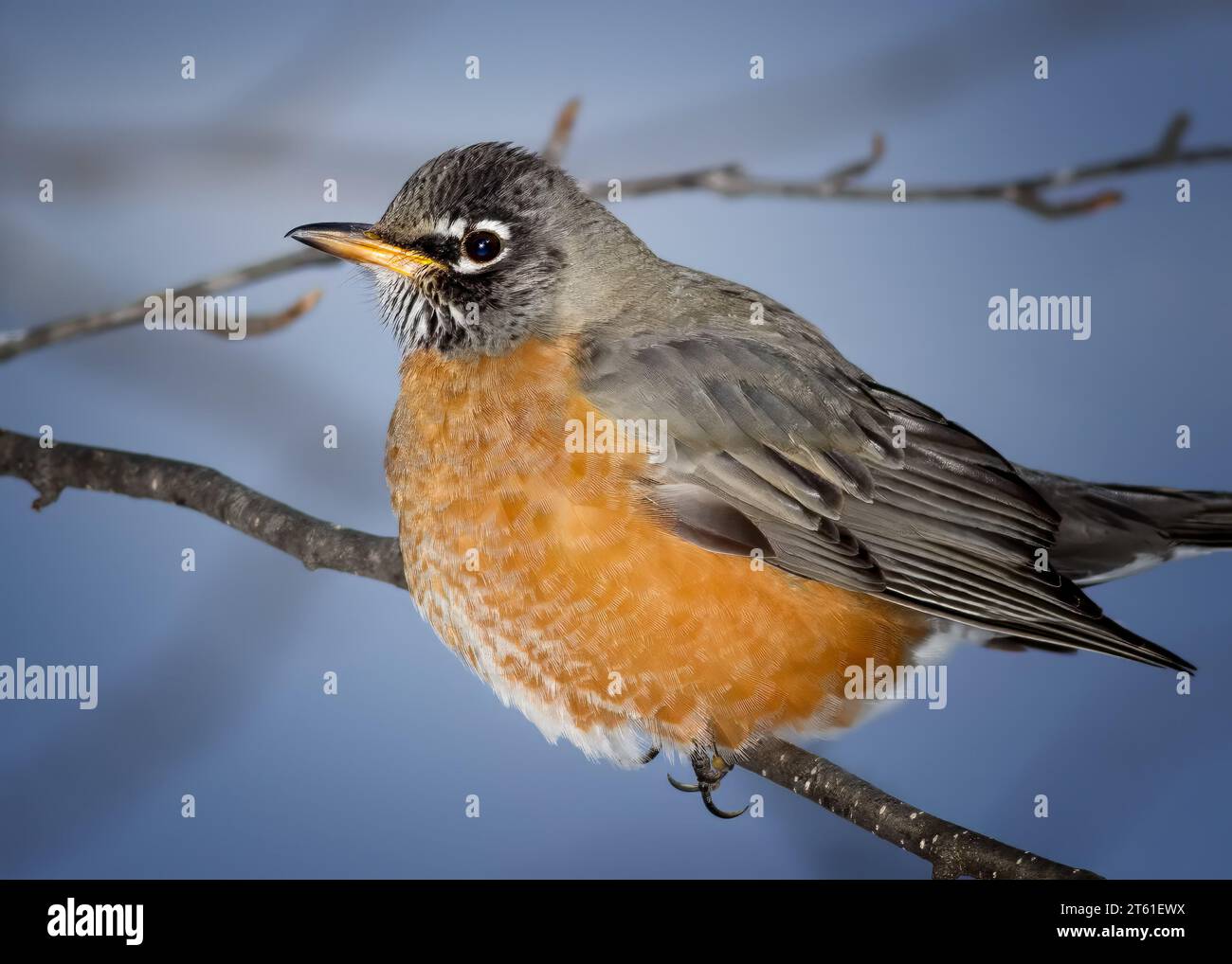 Chubby bird hi-res stock photography and images - Alamy