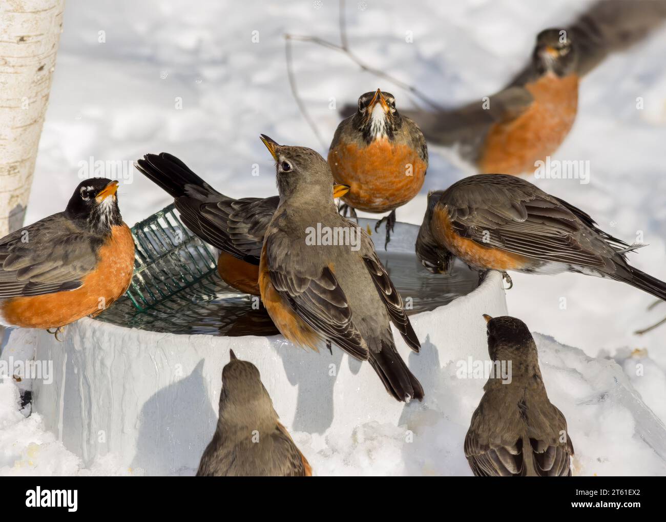 Large flock of thirsty American Robins (Turdus migratorius) drinking