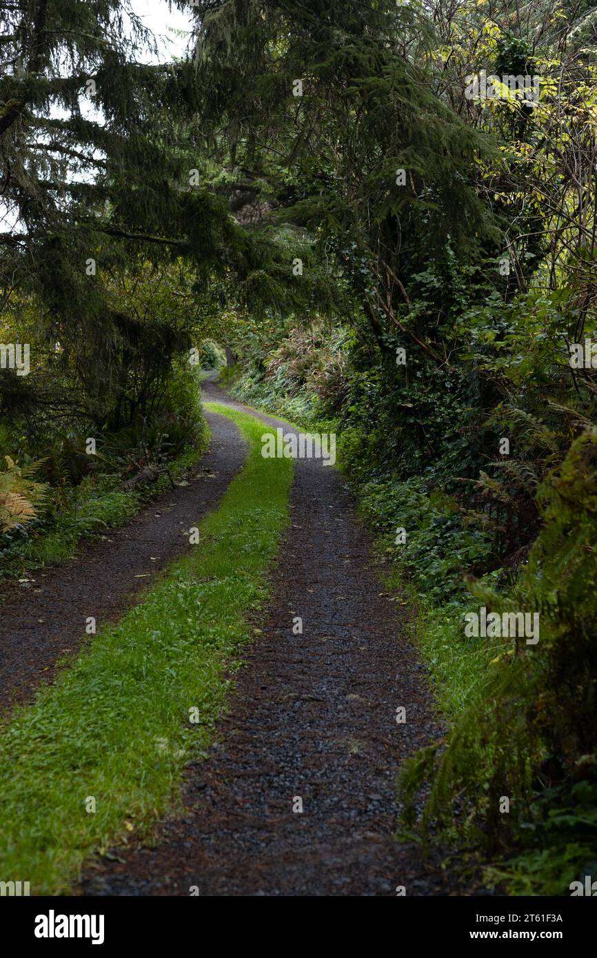 An isolated gravel road with a grassy median, in a forest in coastal Oregon. Stock Photo