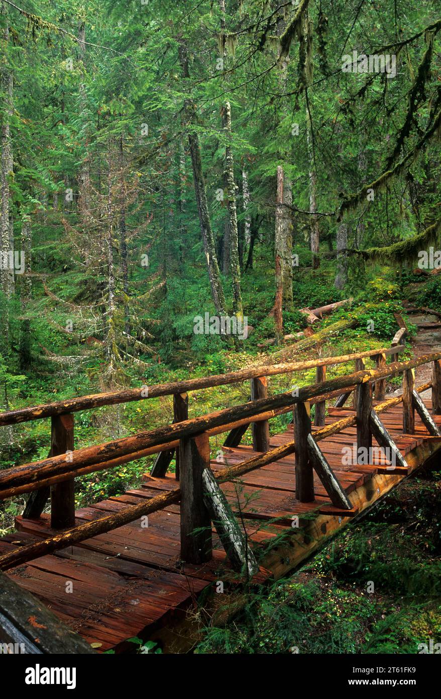 Ohanapecosh River trail bridge below Silver Falls, Mt Rainier National Park, Washington Stock Photo
