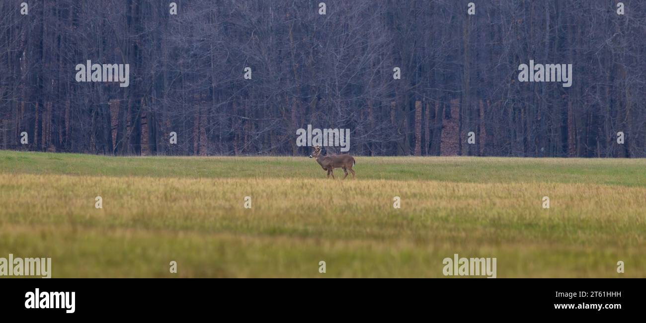 Eightpoint buck watching some does during the rut in northern