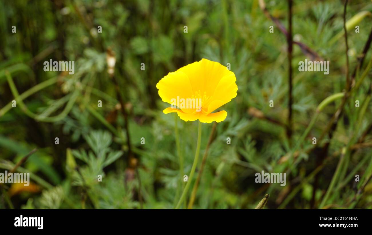 Closeup of yellow flowers of Eschscholzia californica also known as Californian Poppy, sunlight, goldenpoppy, Pavot de Californie etc Stock Photo