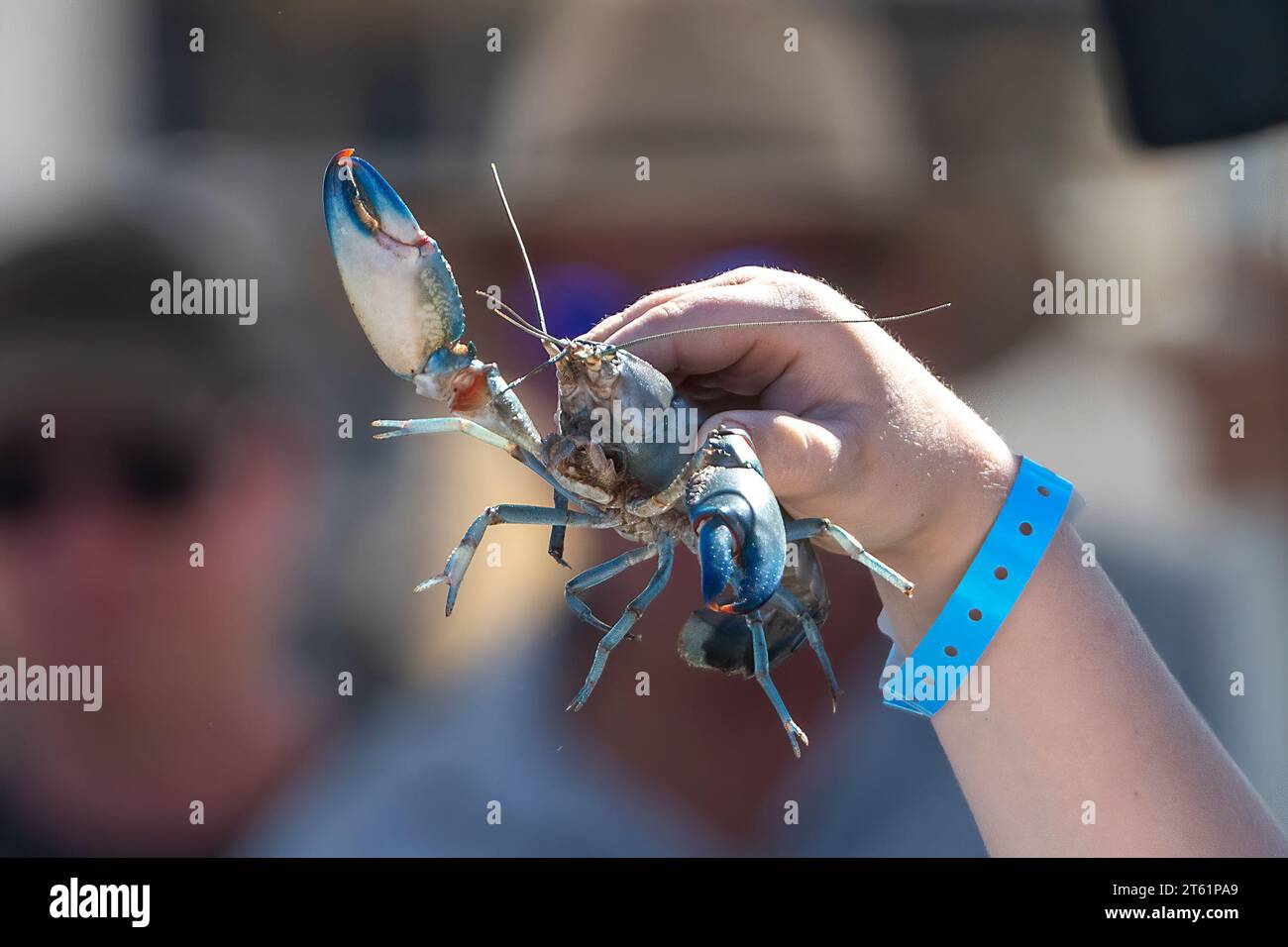 Hand holding a yabby prior to the yabby race in Boulia, Queensland, QLD, Australia Stock Photo