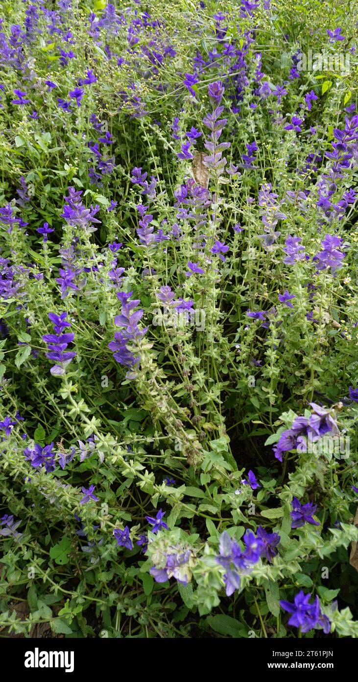 Salvia viridis known as Wild clary, Annual clary, Bluebeard, Green ...