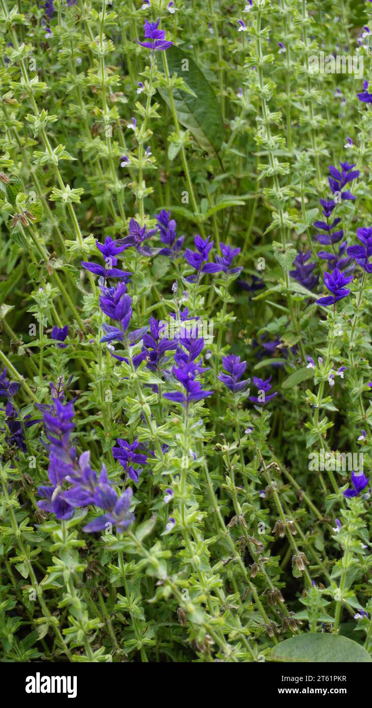 Salvia viridis known as Wild clary, Annual clary, Bluebeard, Green, Joseph,Painted, Clary Sage Sage with green leaves on the flower bed in a garden. Stock Photo